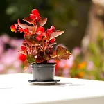 Deluxe Groundfloor With Garden Only For Long Term Minimum 3 Months Apartamento Durrës