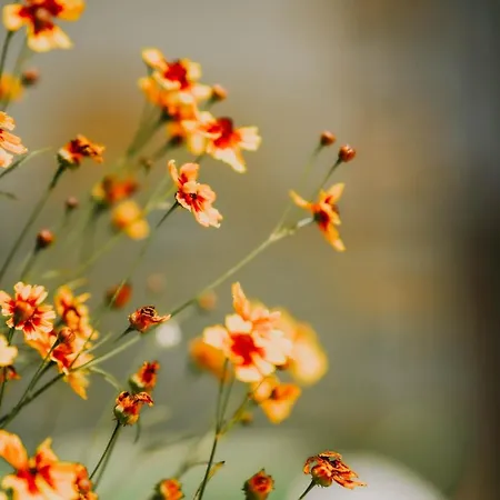 Deluxe Groundfloor With Garden Only For Long Term Rental *