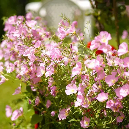 Apartment Deluxe Groundfloor With Garden Only For Long Term Rental *