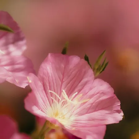 Apartment Deluxe Groundfloor With Garden Only For Long Term Rental *