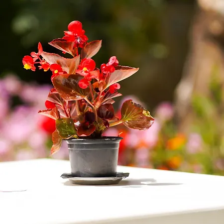 Deluxe Groundfloor With Beautiful Garden For Long Term Apartman Durrës