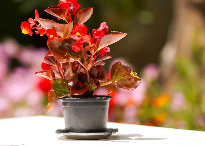 Deluxe Groundfloor With Garden Only For Long Term アパート ドゥラス